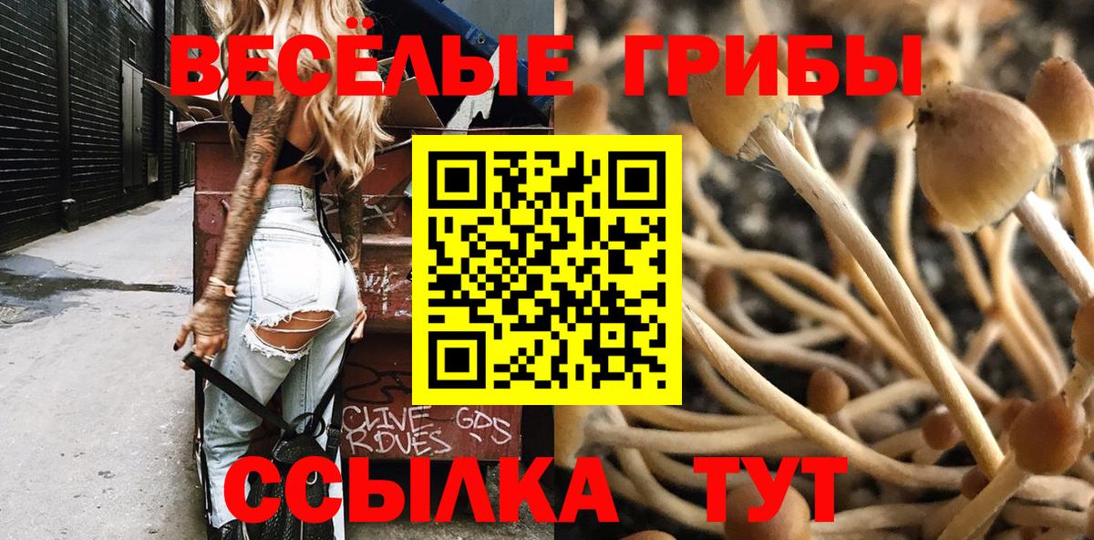 Галлюциногенные грибы Psilocybine cubensis Полевской